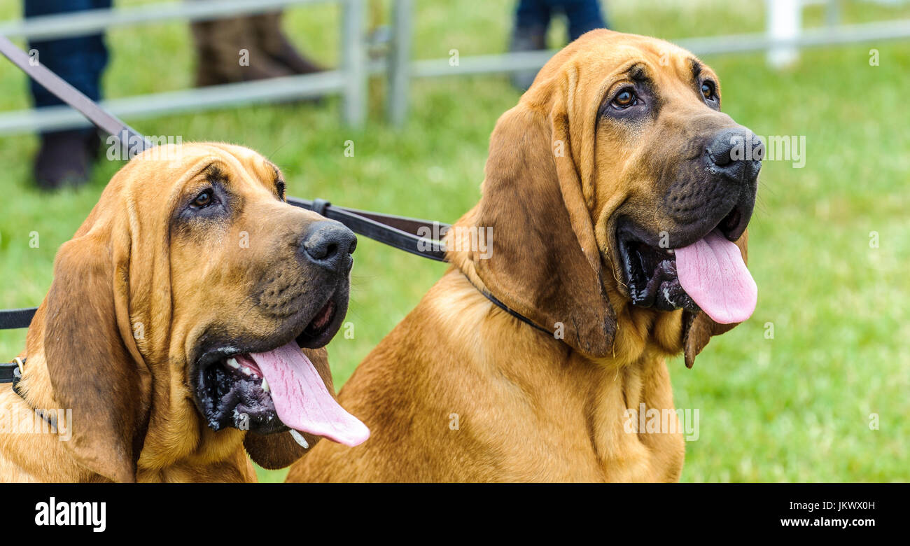 Due cani Bloodhound sat in attesa in un anello di mostra Foto Stock