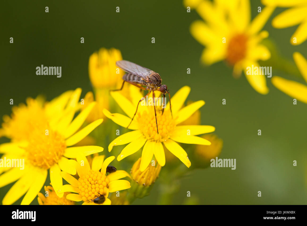 La danza di volare. (Empis livida ). Foto Stock