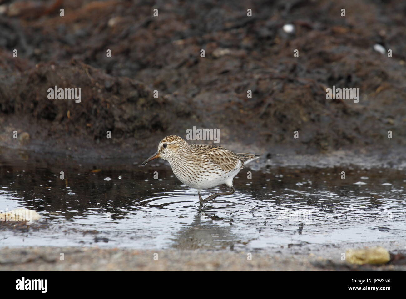 Dunlin (Calidris alpina), una di medie dimensioni sandpiper e shorebird alla ricerca di cibo lungo una linea costiera paludosa Foto Stock
