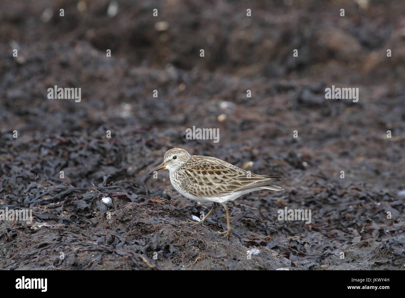 Dunlin (Calidris alpina), una di medie dimensioni sandpiper e shorebird alla ricerca di cibo lungo una linea costiera paludosa Foto Stock