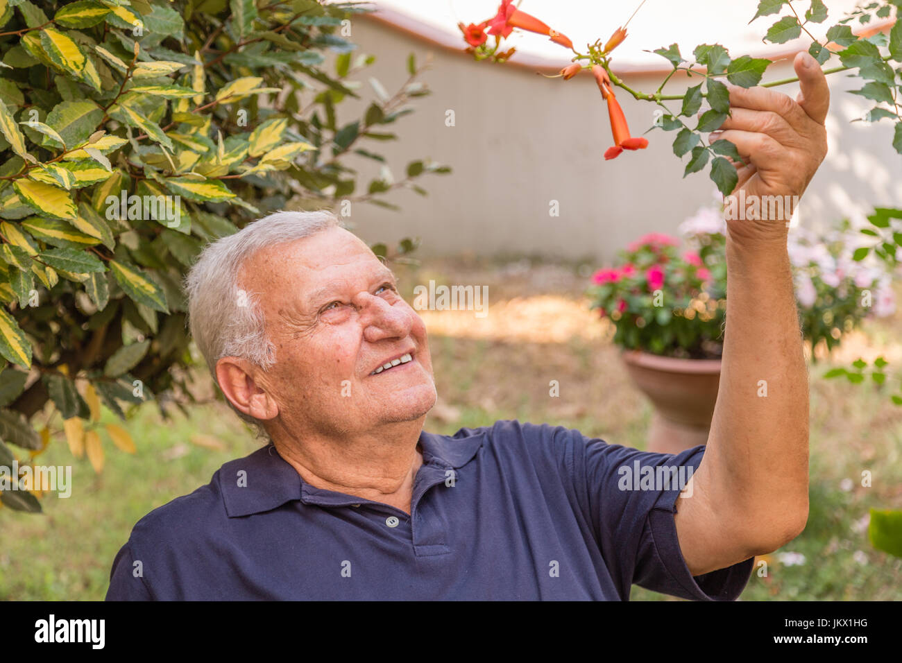 Ritratto di sorridere uomo vecchio avendo cura di bignonia campsis fiore nel giardino di casa Foto Stock