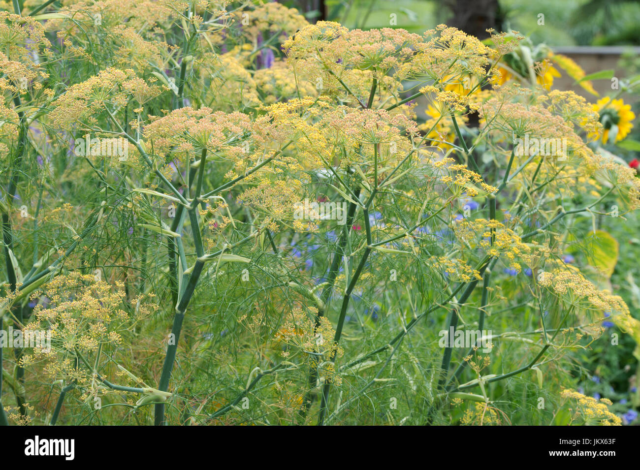 Foeniculum vulgare Purpureum. Il finocchio di bronzo in fiore. Regno Unito Foto Stock