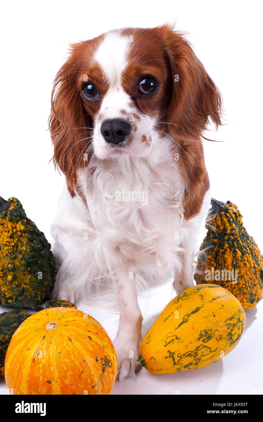 Cane con verdure. Cavalier King Charles Spaniel con foto di zucca. Cane animale domestico halloween o altri cocept. Foto Stock