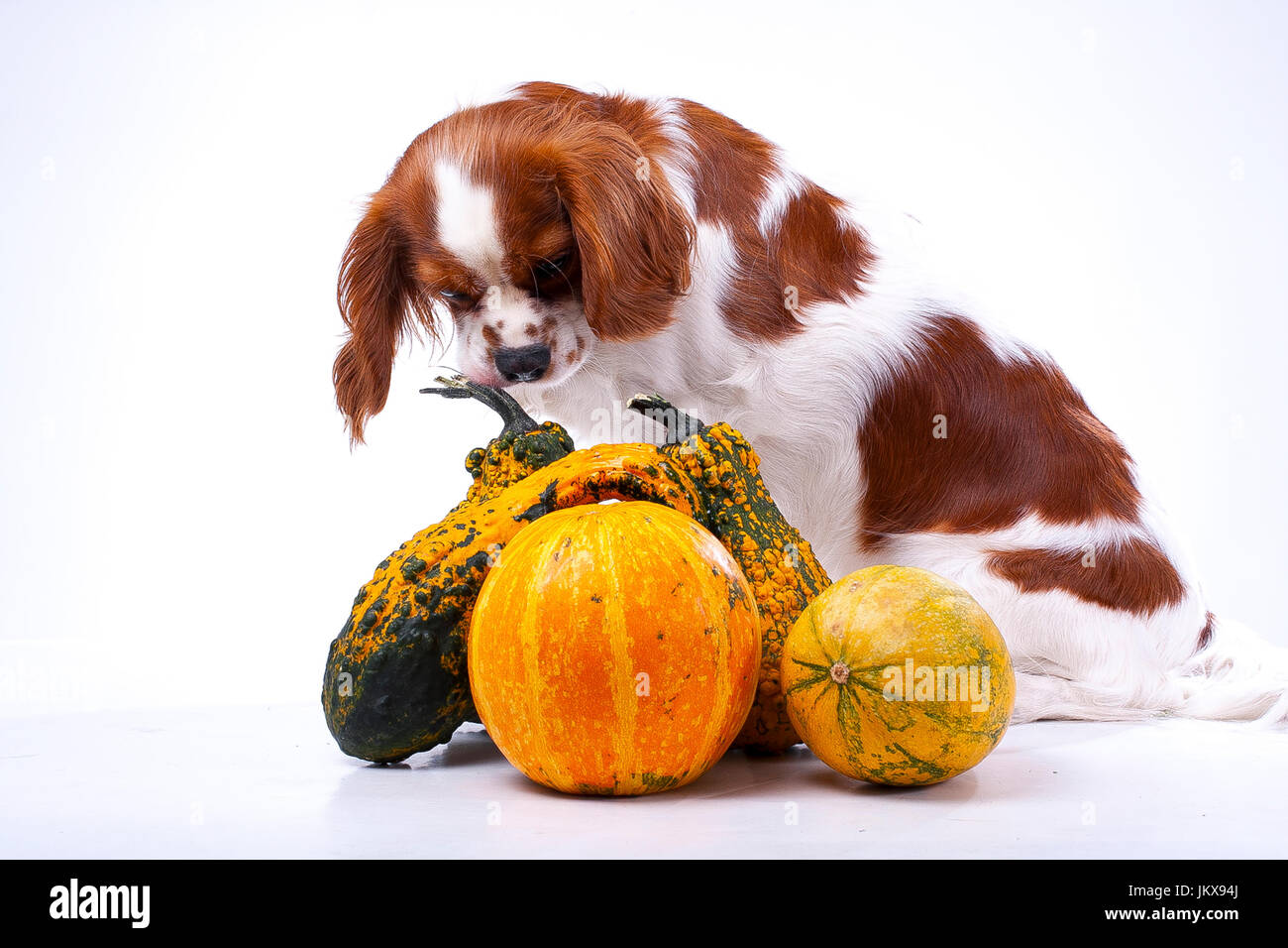 Cane con verdure. Cavalier King Charles Spaniel con foto di zucca. cane animale domestico halloween o altri cocept. Foto Stock