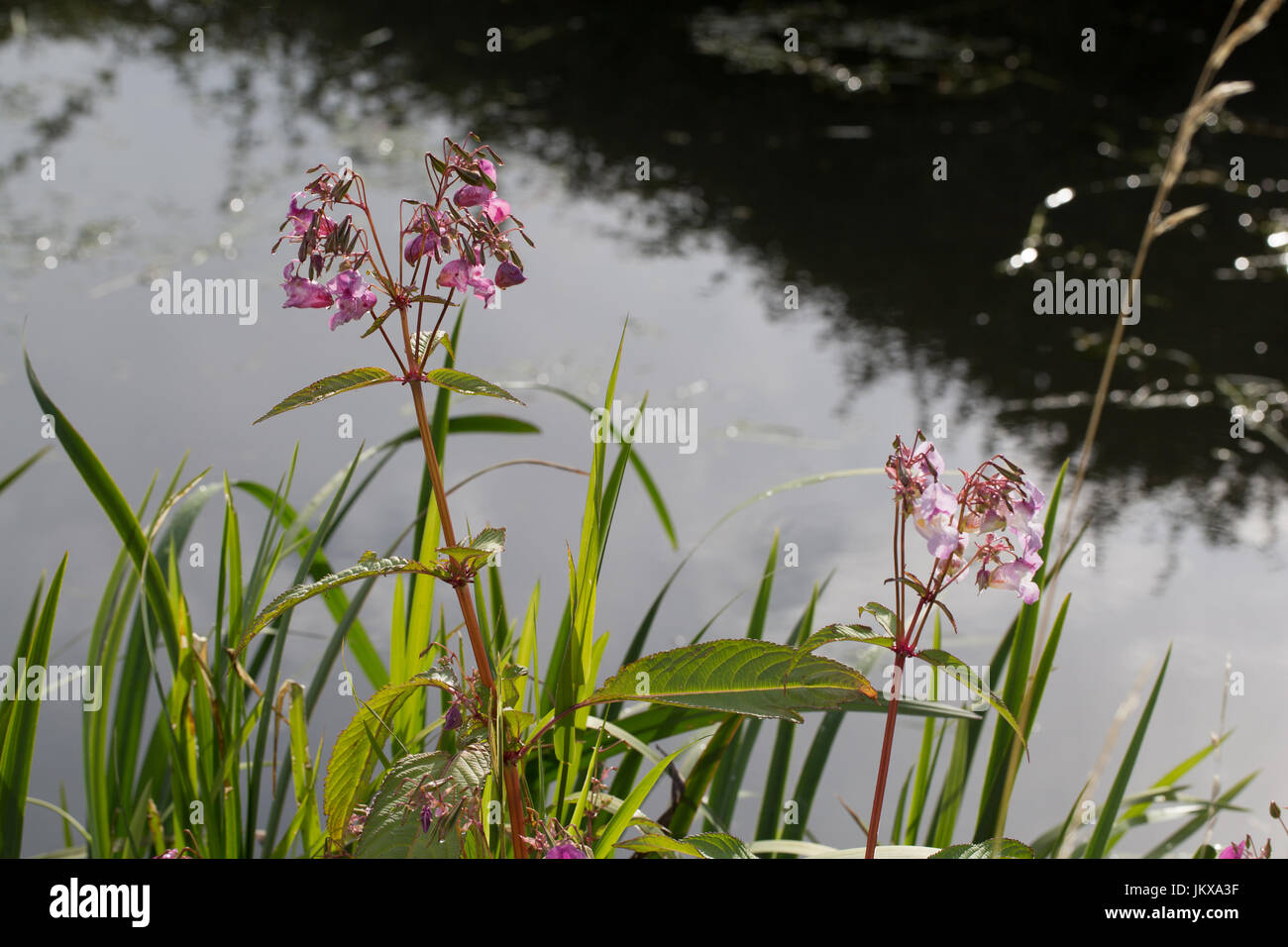 Balsamo himalayana che cresce su un canale inglese banca. Foto Stock