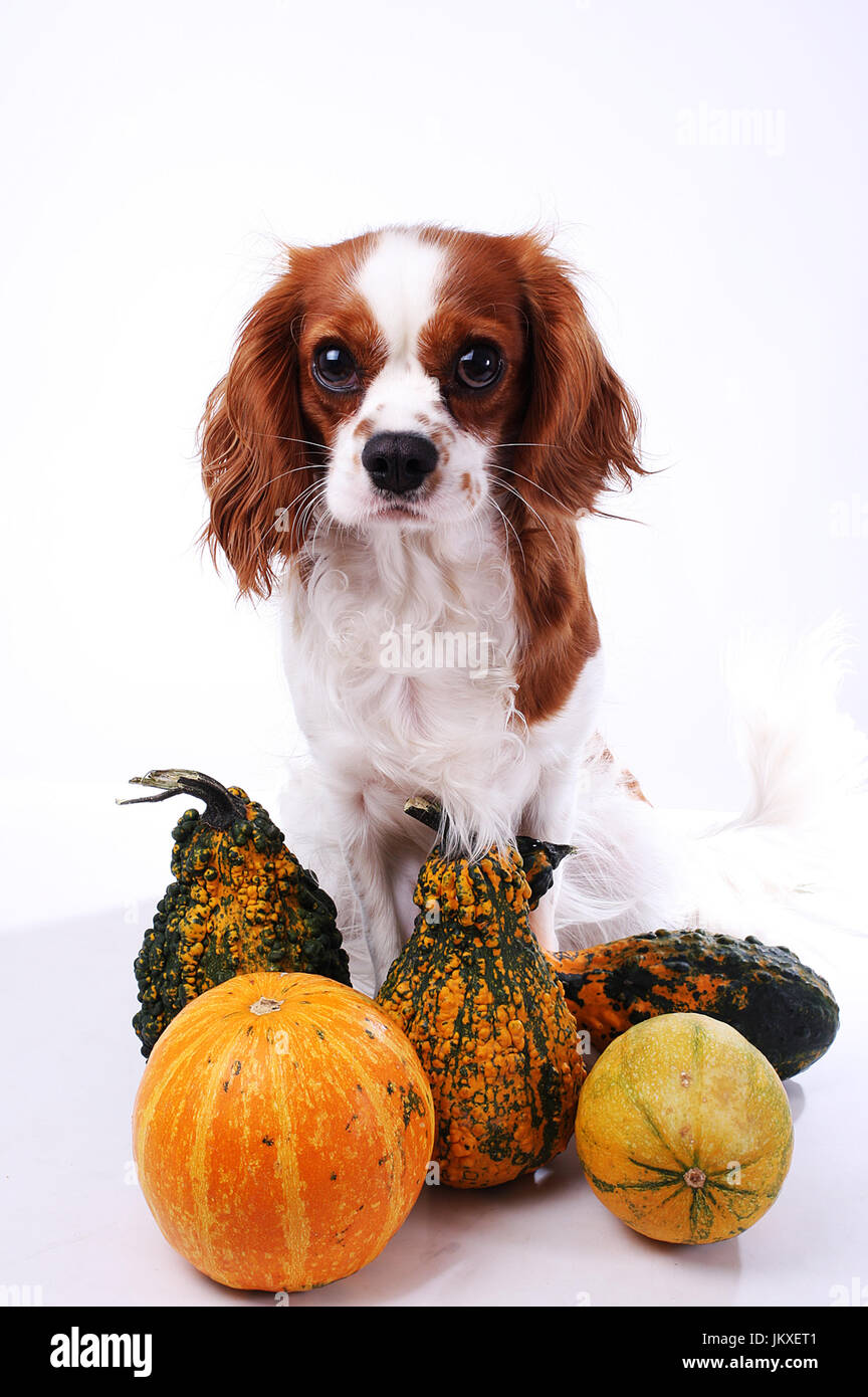 Cane con verdure. Cavalier King Charles Spaniel con foto di zucca. Cane animale domestico halloween o altri cocept. Foto Stock