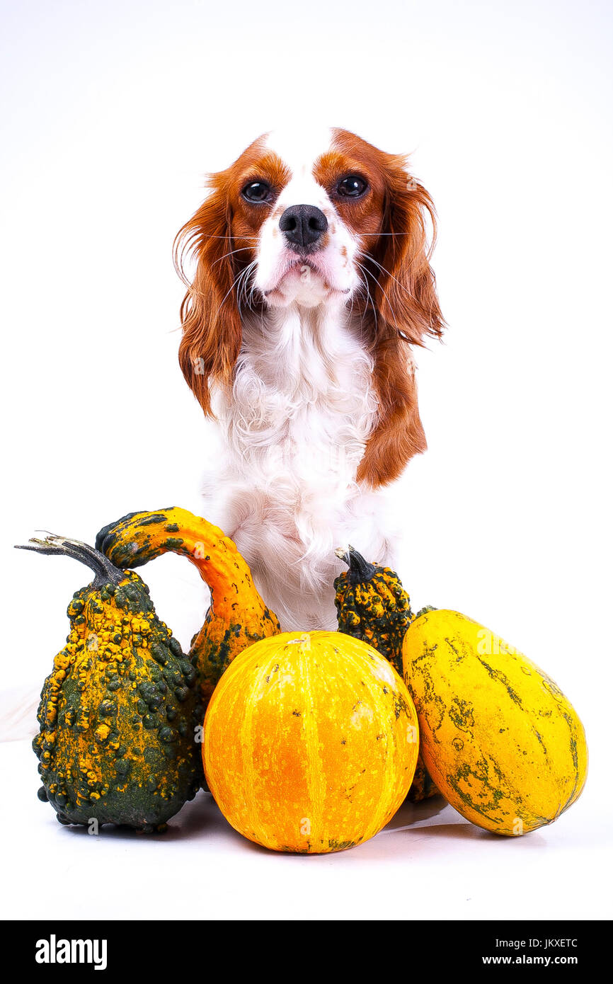 Cane con verdure. Cavalier King Charles Spaniel con foto di zucca. cane animale domestico halloween o altri cocept. Foto Stock