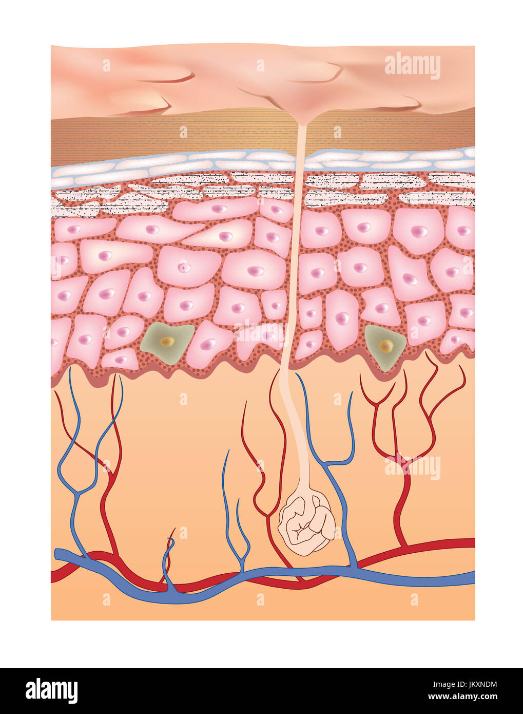 La pelle umana struttura. 3d anatomia dell'epidermide. Illustrazione di vettore isolato su sfondo bianco. Foto Stock