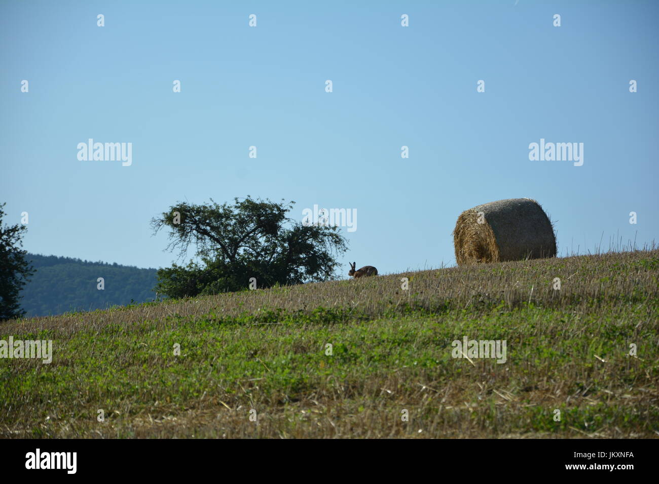 Campo bunny sul campo di stoppie con balle di fieno in natura Foto Stock