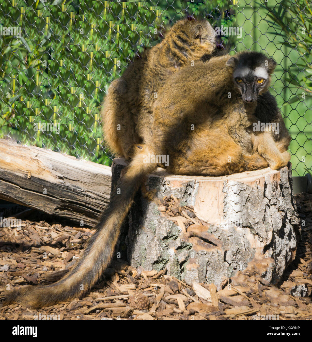 Rosso fiammante lemure lo zoo di Calgary Foto Stock