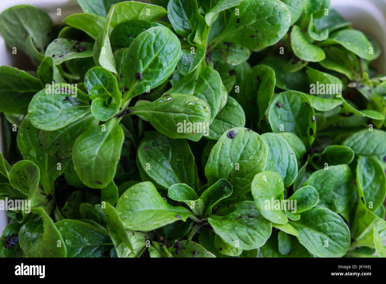 Organici insalata di mais appena raccolto e fangosi - Valerianella locusta noto come la valeriana, mache, fetticus, feldsalat, nusslisalat, dado lattuga, r Foto Stock