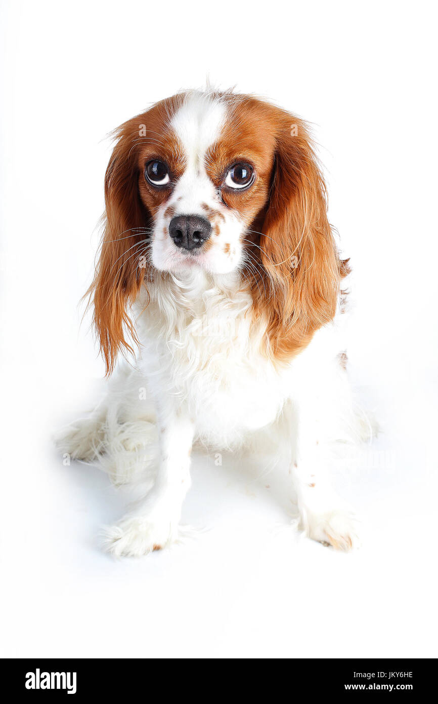Cane bianco su sfondo per studio. Cavalier King Charles Spaniel cane foto. Foto Stock