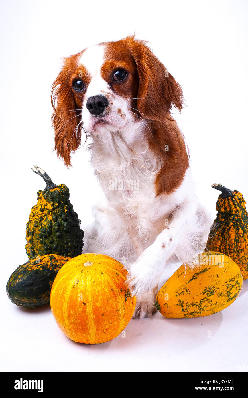 Cane con verdure. Cavalier King Charles Spaniel con foto di zucca. cane animale domestico halloween o altri cocept. Foto Stock