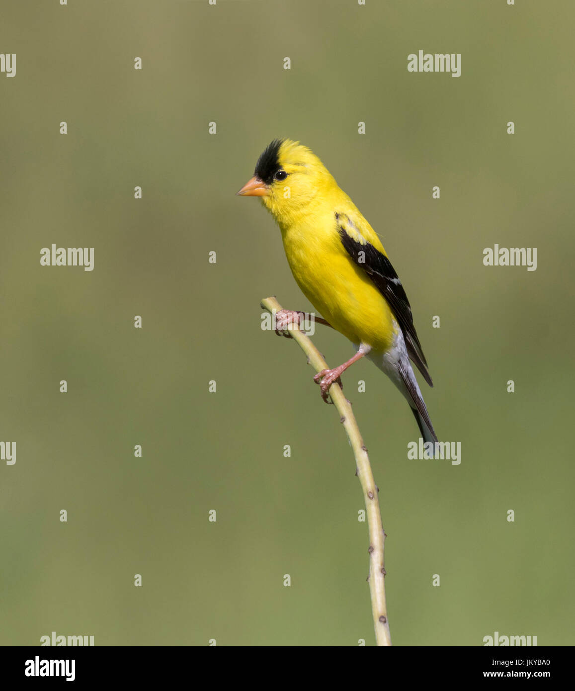 American cardellino (Carduelis tristis) su un ramo, Ames, Iowa, USA Foto Stock