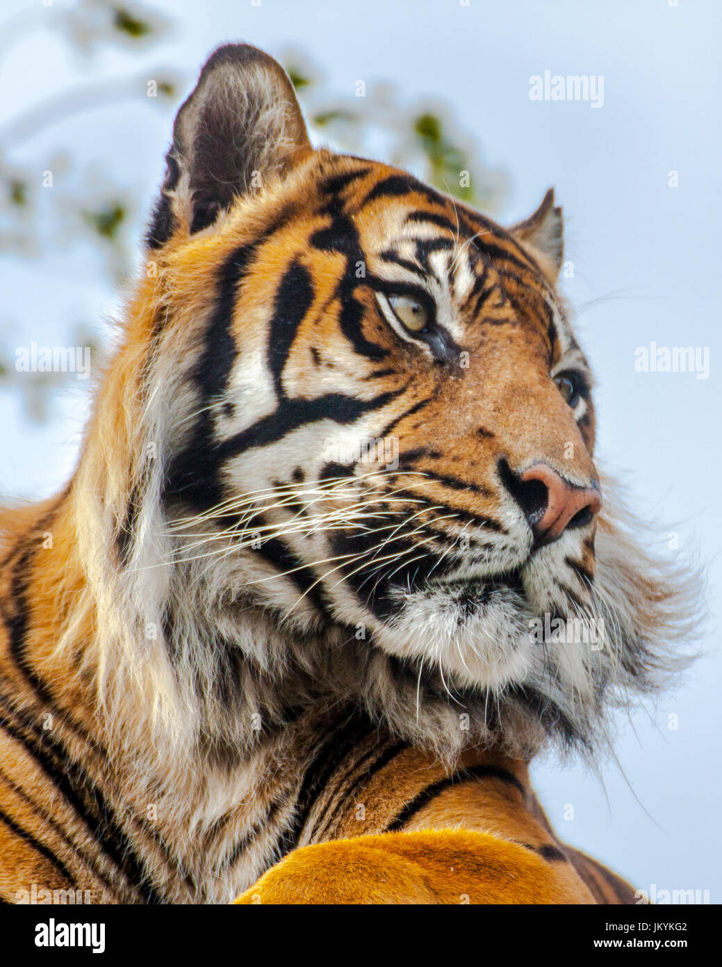Seduta anteriore in basso vista di un Royal tigre del Bengala (panthera tigris) Foto Stock
