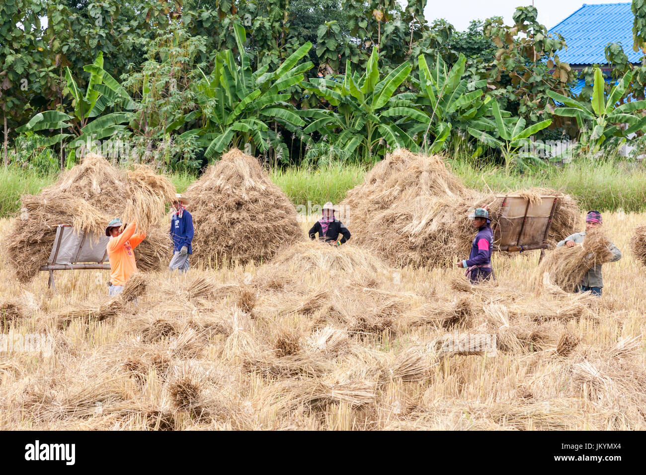 I lavoratori agricoli la raccolta di fieno in Isaan, a nord della Thailandia Foto Stock