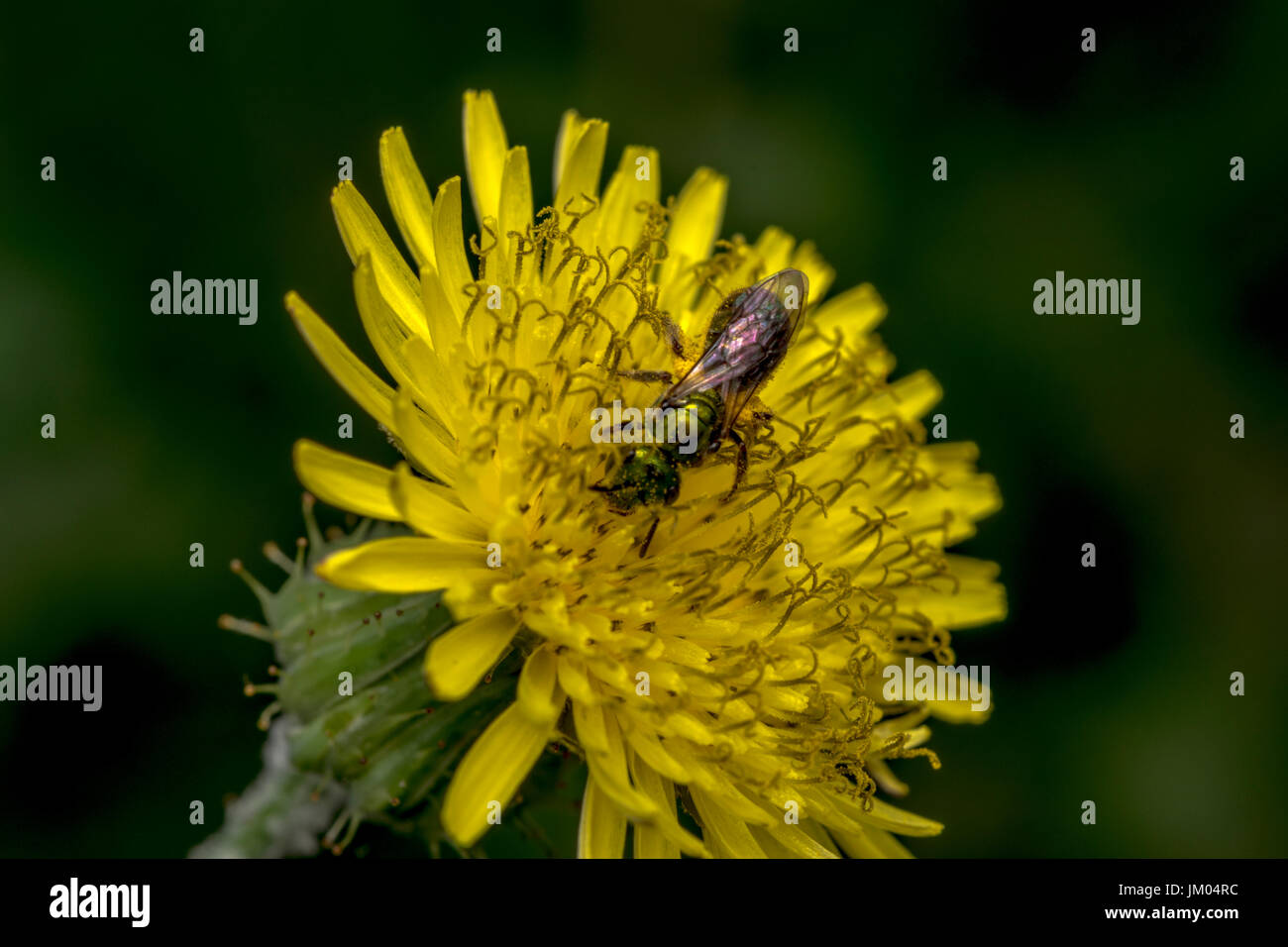 Sudore Agapostemon bee impollinare un fiore giallo Foto Stock