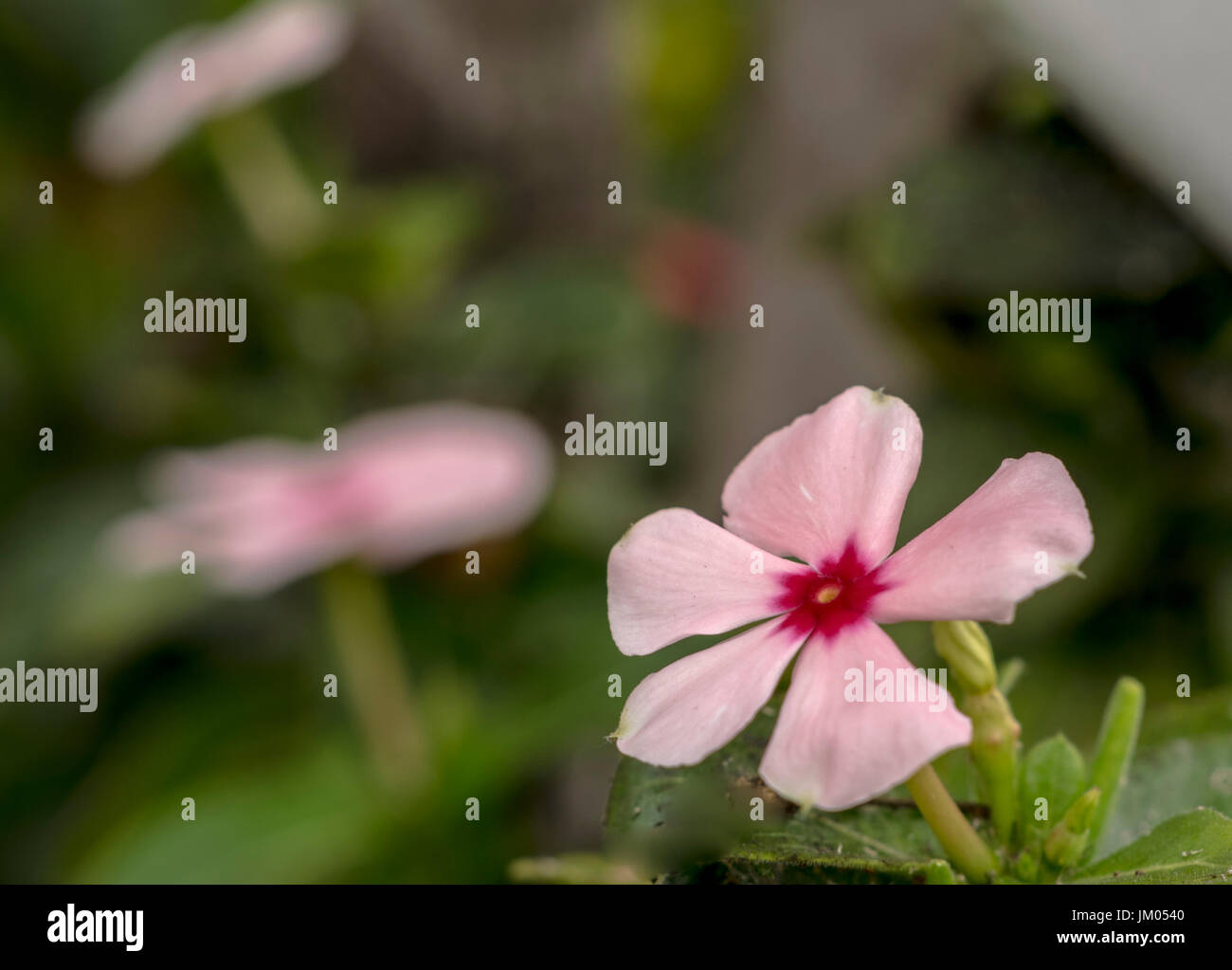 Piccola rosa pervinca foto macro in un giardino Foto Stock