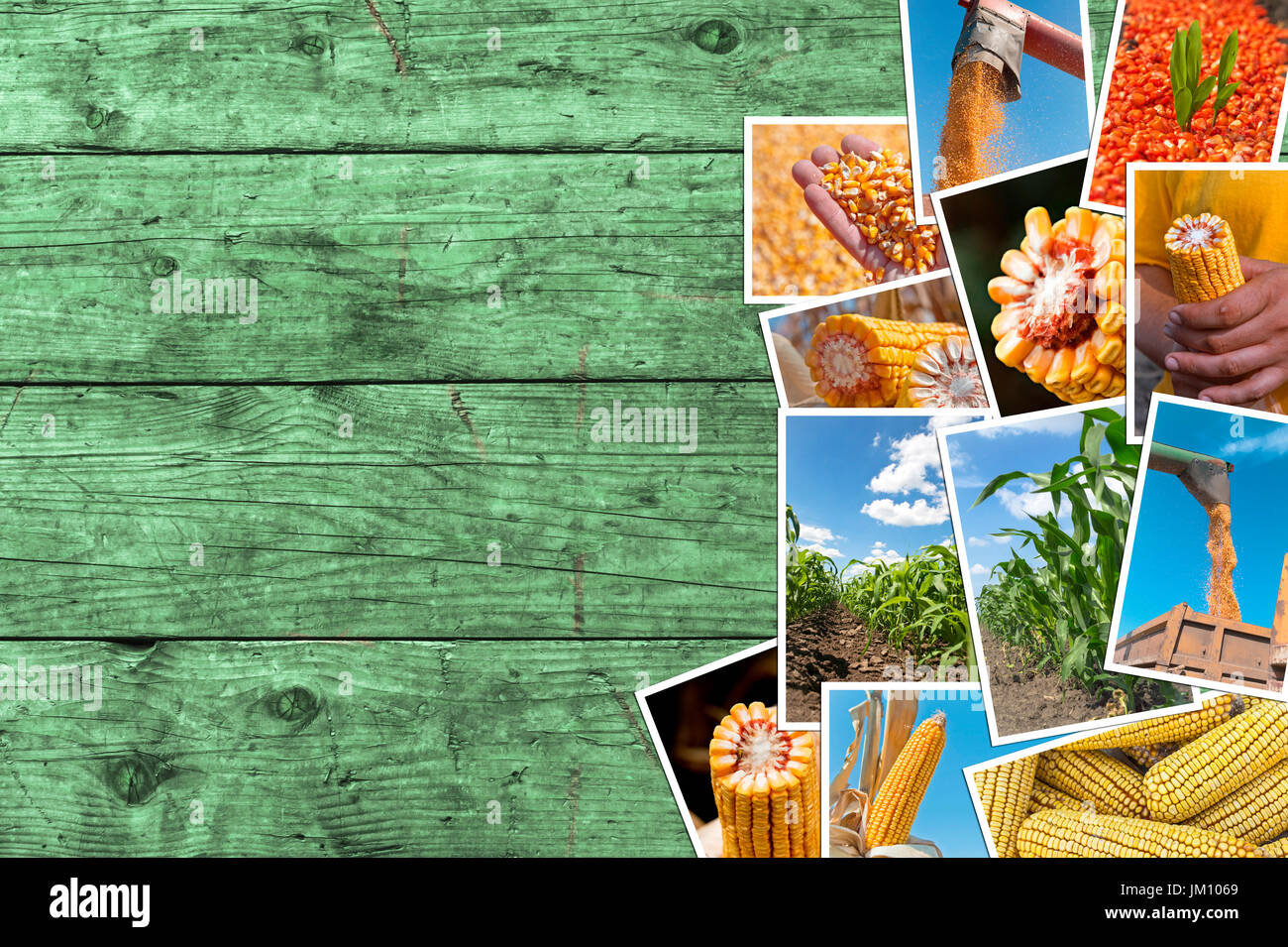 Coltivazione di mais in agricoltura photo collage con copia spazio. Raccolta di foto che ritraggono la crescita e la raccolta del cereale Foto Stock
