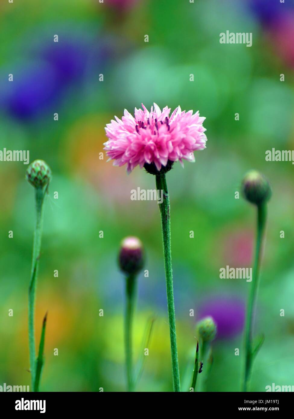 Un primo piano di una rosa di fiordaliso in un prato di fieno Foto Stock