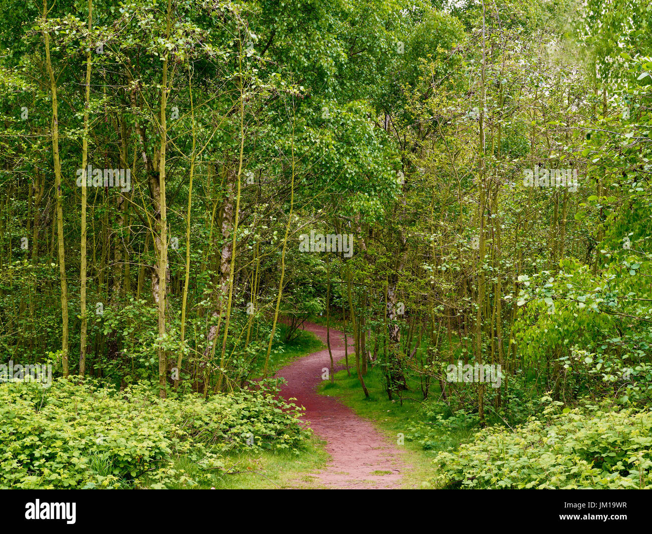 Una vista estiva di un avvolgimento sentiero nel verde bosco a Wirral Peninsula, England, Regno Unito Foto Stock