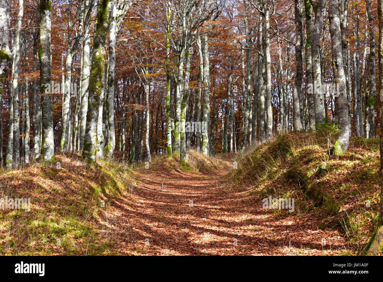 Un autunno vista di una foglia sentiero coperto in una foresta soleggiata in Alsazia, Francia Foto Stock