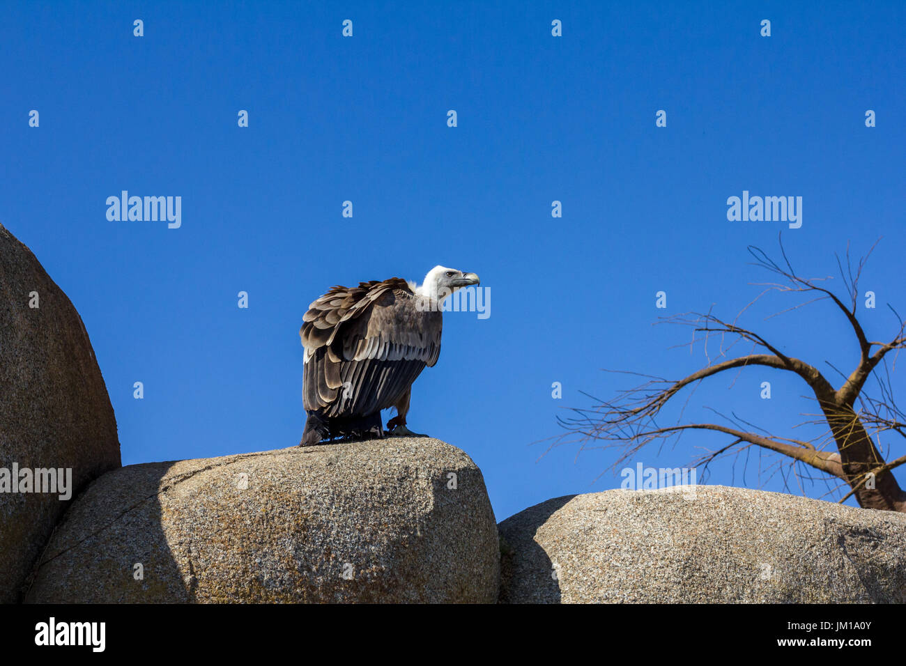 La fauna animale scena dalla natura. vulture seduto sulla roccia Foto Stock
