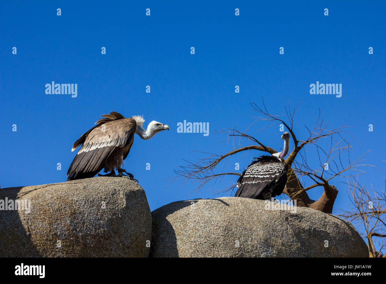 La fauna animale scena dalla natura. vulture seduto sulla roccia Foto Stock