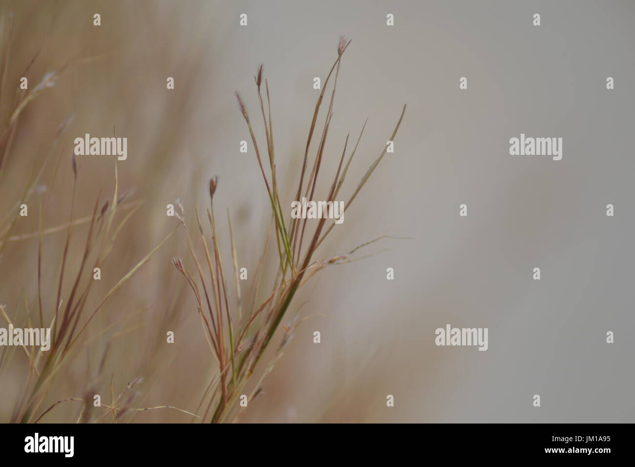 Erba selvatica foto ,prese a Creta. Foto Stock