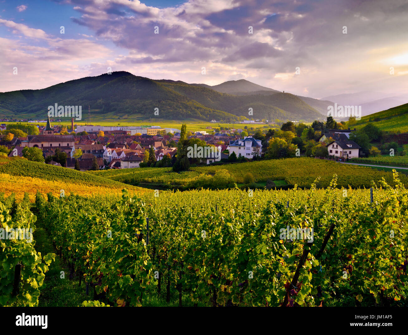 Una serata vista guardando attraverso i vigneti verso Turckheim, Alsazia, Francia Foto Stock