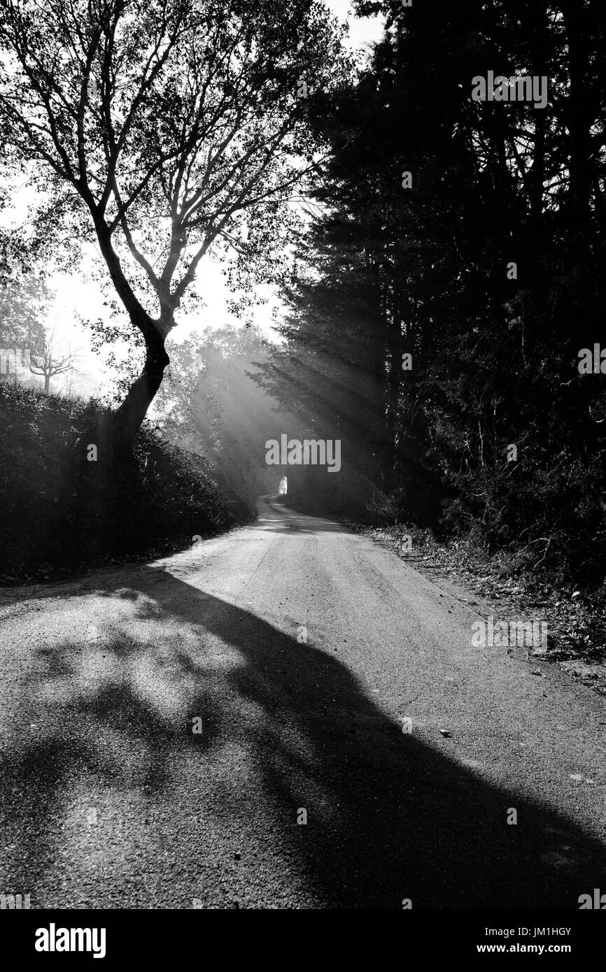 Una silhouette di un albero sporgente lungo la sua ombra su una strada Foto Stock