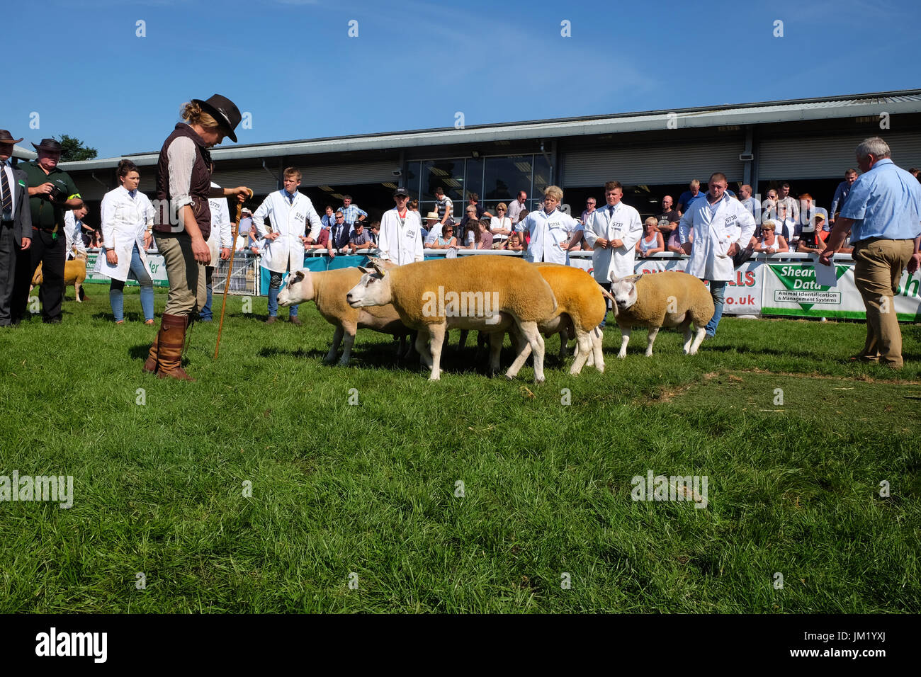 Royal Welsh Show, Builth Wells, Powys, Galles - Luglio 2017 - Giudici ritengono Beltex ram ovini in una delle arene all'aperto su un soleggiato estati calde giorno il secondo giorno di questo anni Royal Welsh Show - il Royal Welsh Show è più grande deuropa spettacolo agricolo. Foto Steven Maggio / Alamy Live News Foto Stock