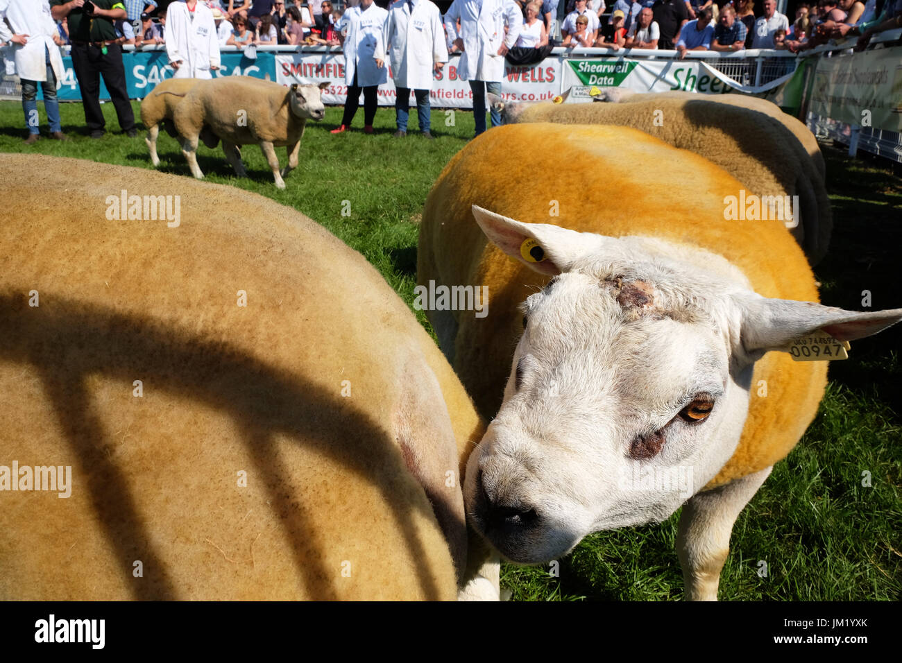 Royal Welsh Show, Builth Wells, Powys, Galles - Luglio 2017 - Ram Beltex ovini in una delle arene all'aperto su un soleggiato estati calde giorno il secondo giorno di questo anni Royal Welsh Show - il Royal Welsh Show è più grande deuropa spettacolo agricolo. Foto Steven Maggio / Alamy Live News Foto Stock