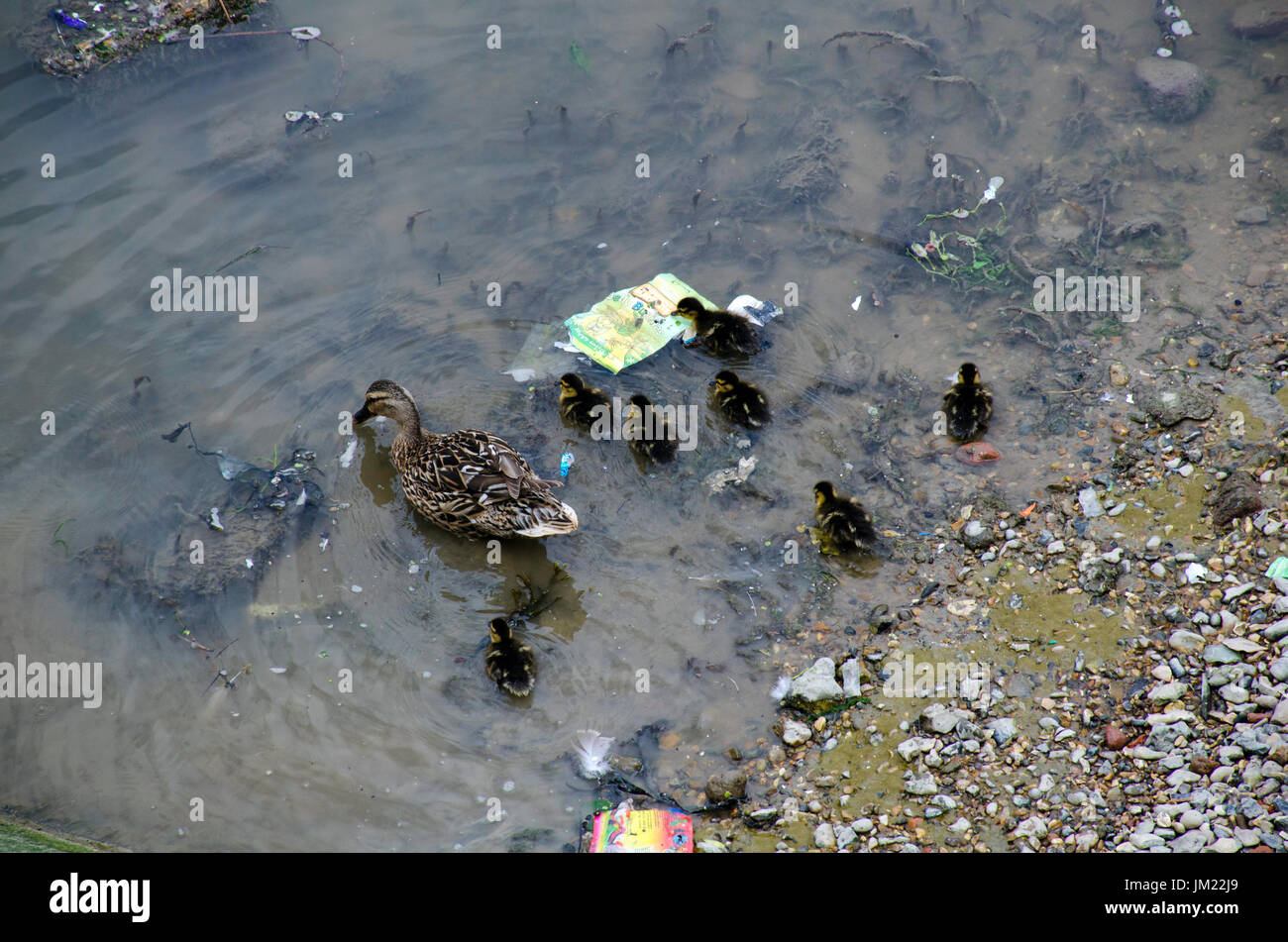 Londra, Regno Unito. Xxv Luglio, 2017. Una femmina di Mallard duck con le ochette battaglie attraverso rifiuti galleggianti a bassa marea sul Tamigi. Credito: JOHNNY ARMSTEAD/Alamy Live News Foto Stock