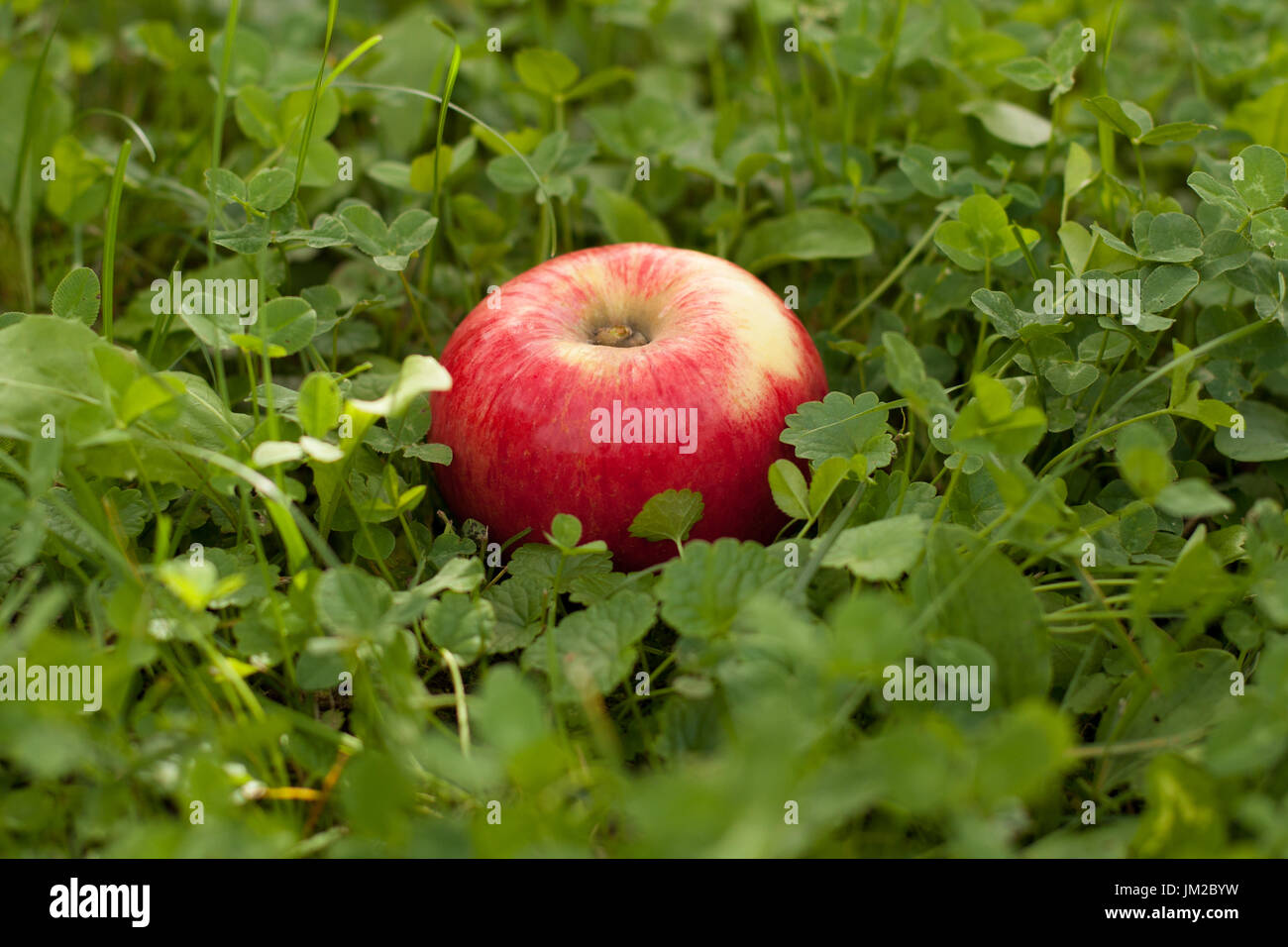 Una matura fresca Mela Rossa si trova in erba verde sfondo In autunno giardino, vicino. Fresche biologiche di Apple. Uno stile di vita sano e concetto di cibo. Foto Stock