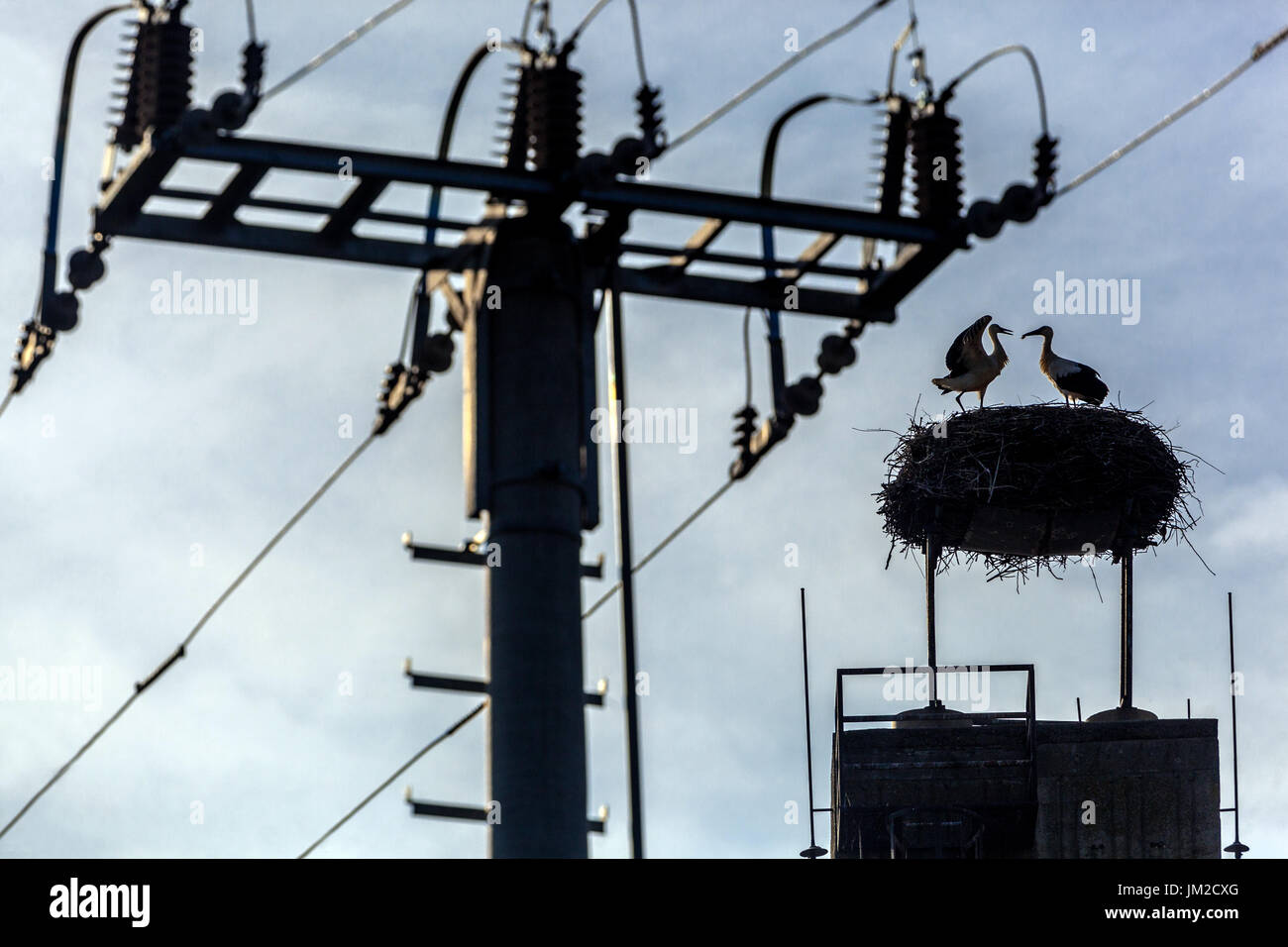 Nido di cicogna, uccelli urbani Power line pilone albero, uccello silhouette animali urbani Foto Stock