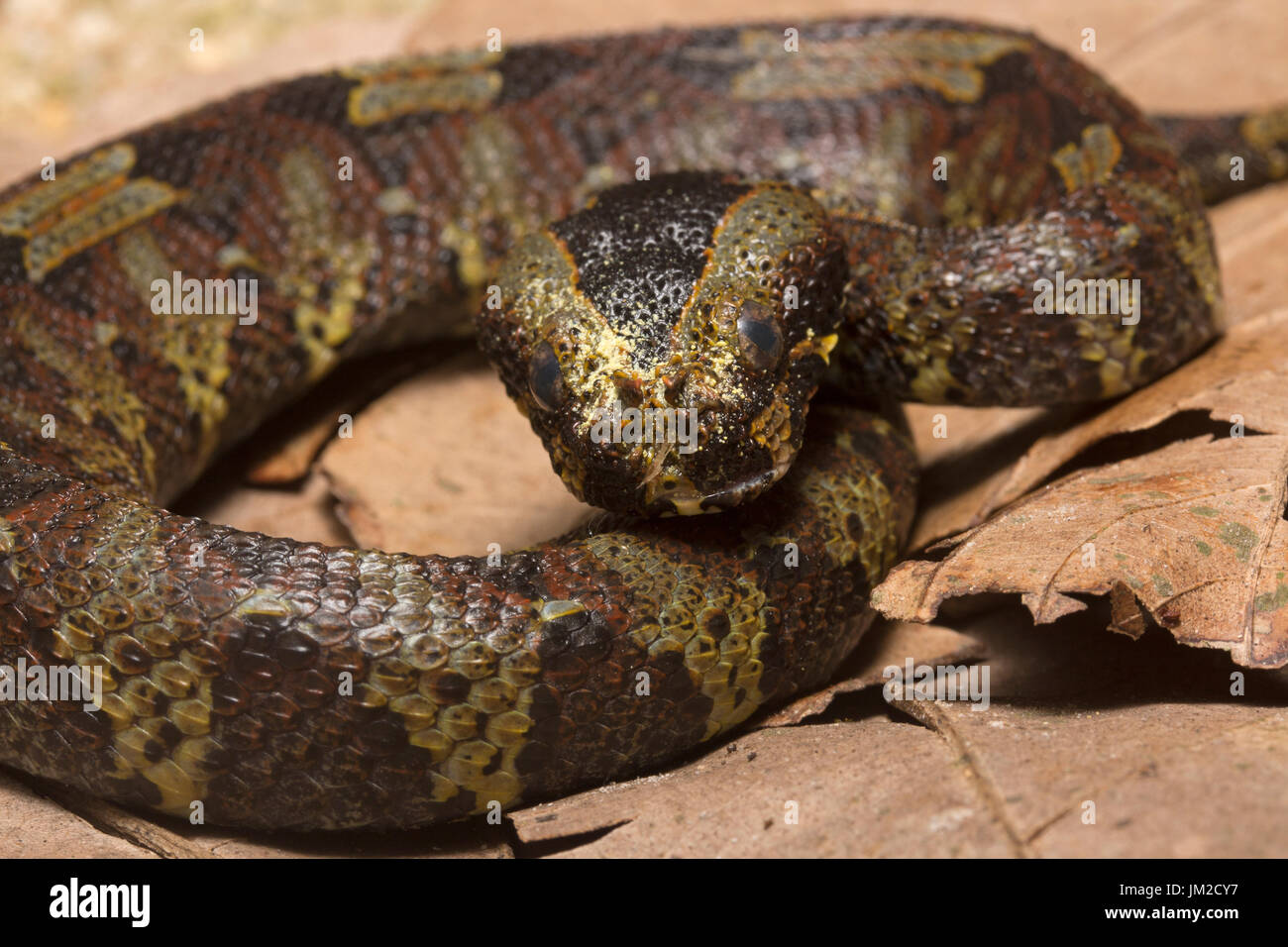 Rhinoceros viper, Bitis nasicornis Foto Stock