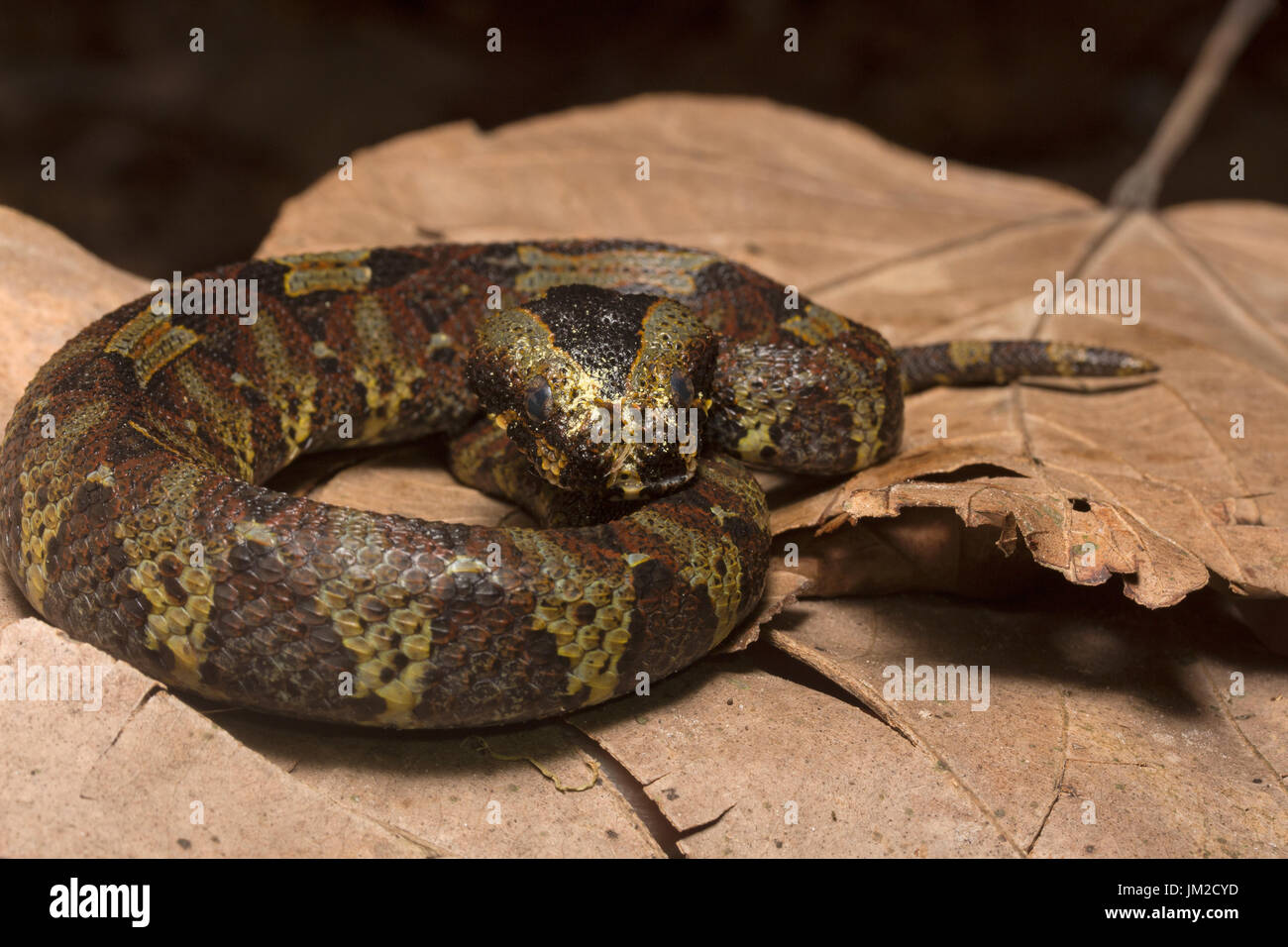 Rhinoceros viper, Bitis nasicornis Foto Stock