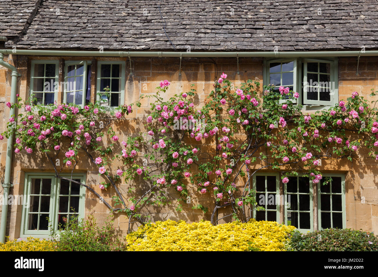 Le rose rosa su cotswold cottage, Stanton, Cotswolds, Gloucestershire, England, Regno Unito, Europa Foto Stock