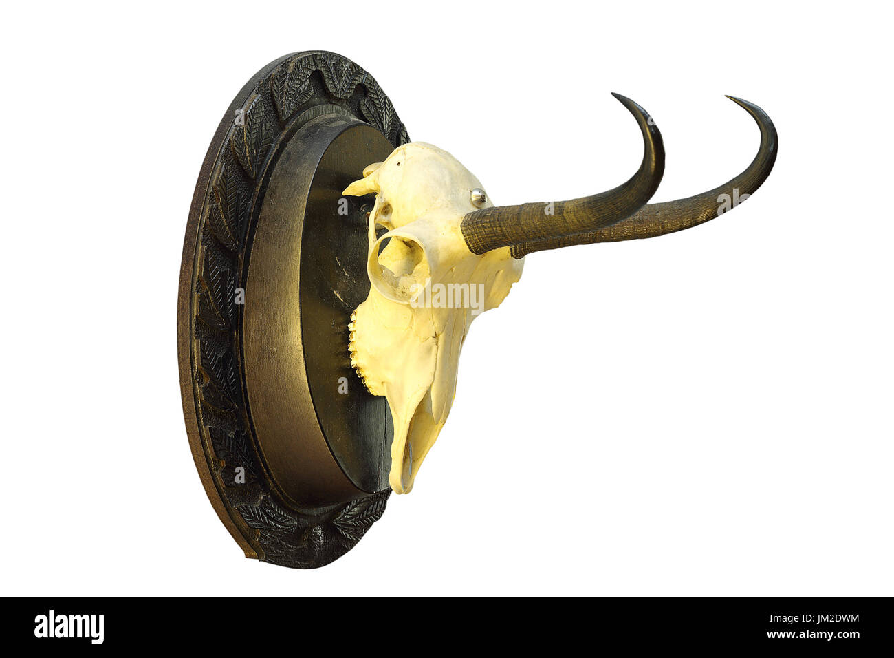 Camoscio trofeo di caccia montata sul piatto di legno, isolamento su sfondo bianco ( R. rupicapra carpatica ) Foto Stock