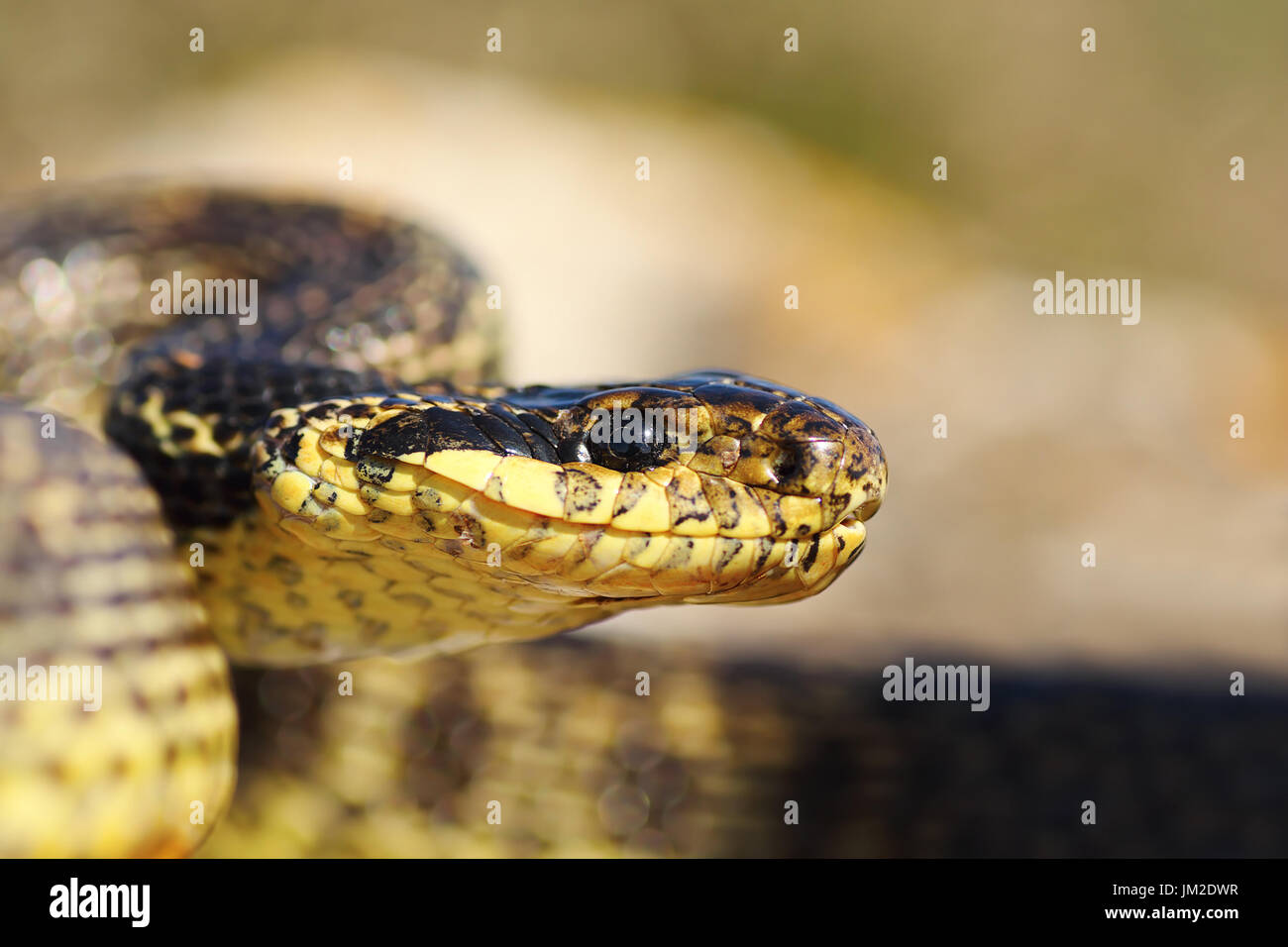 Close up spotted testa di serpente ( Elaphe sauromates ) Foto Stock