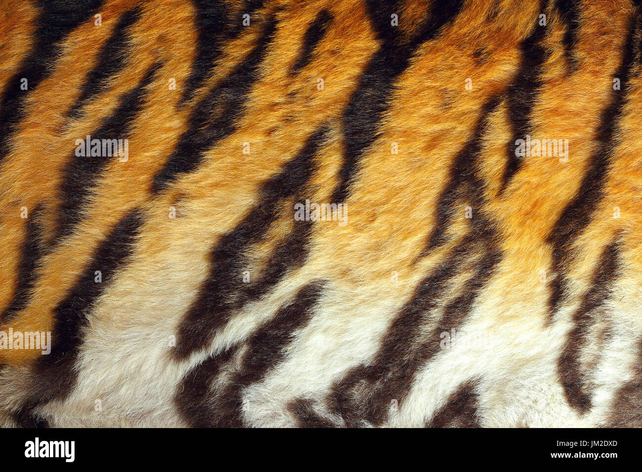 Tiger dettagliata colorato pelt, texture di vera pelle animale Foto Stock