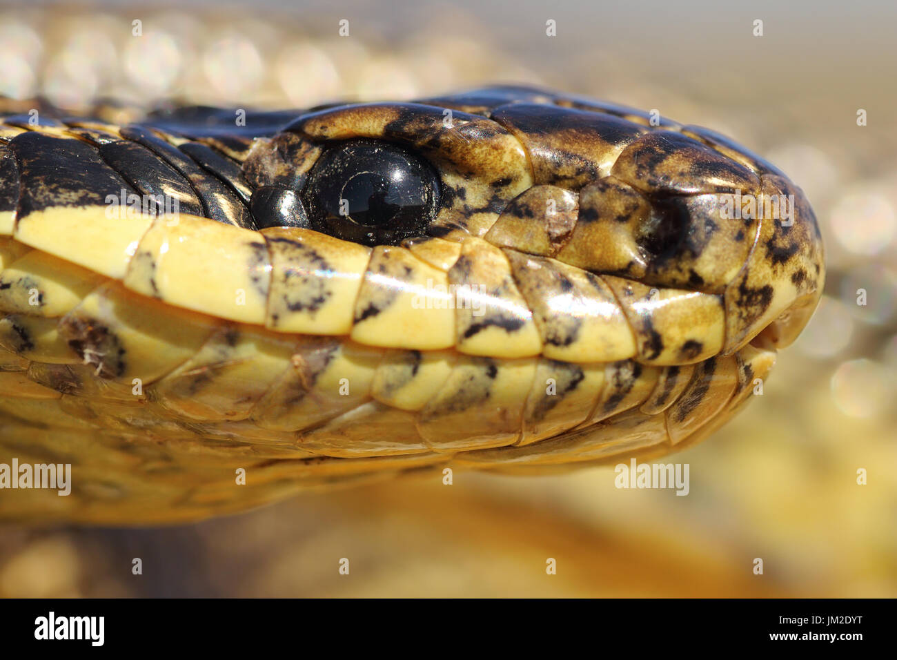 Extreme macro ritratto di spotted snake ( Elaphe sauromates ) Foto Stock