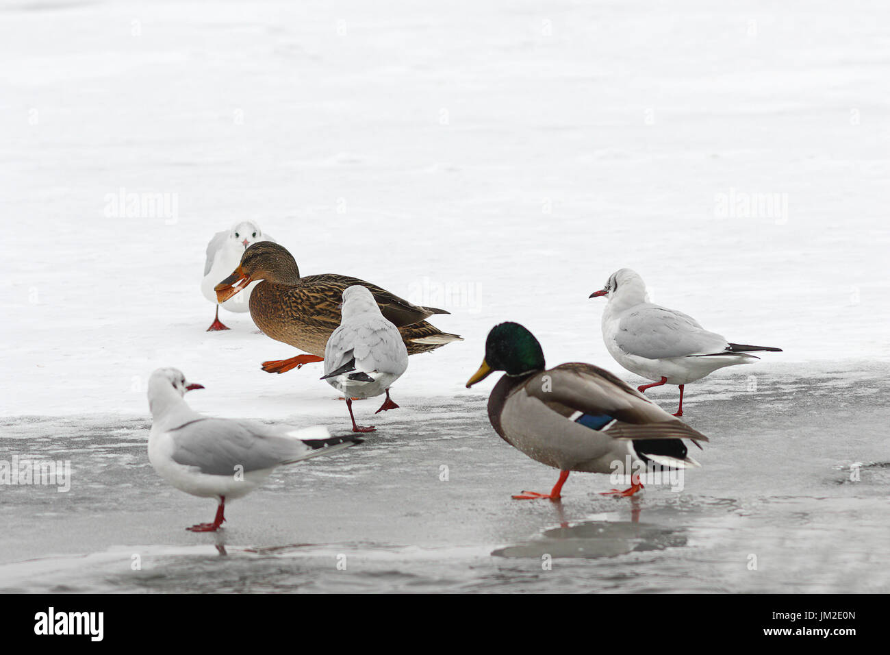 Fame uccelli selvatici foraggio per il cibo in inverno, Passeggiate sul fiume congelato ( Anas platyrhynchos, Mallard duck e differenti i gabbiani ) Foto Stock