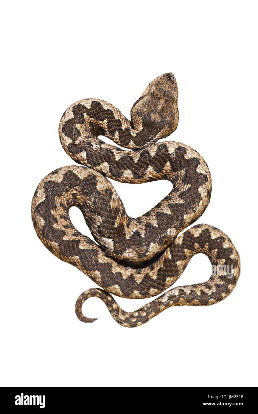 Becchi isolato viper, Vipera ammodytes o lungo il clacson sommatore, uno dei più pericolosi serpenti europei; isolamento su sfondo bianco per il tuo des Foto Stock