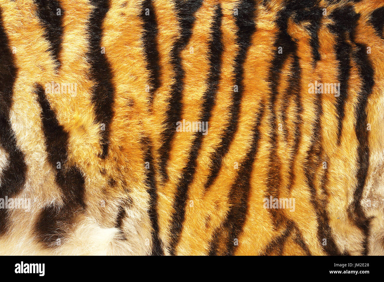 Modello della tigre siberiana, la texture della pelle Foto Stock