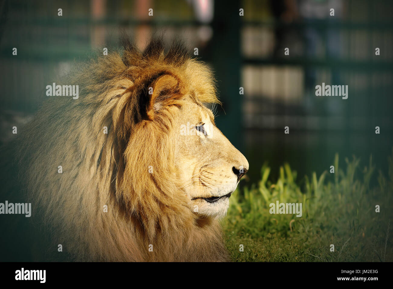 Ritratto di vecchio leone con vignette, animale in cattività Foto Stock
