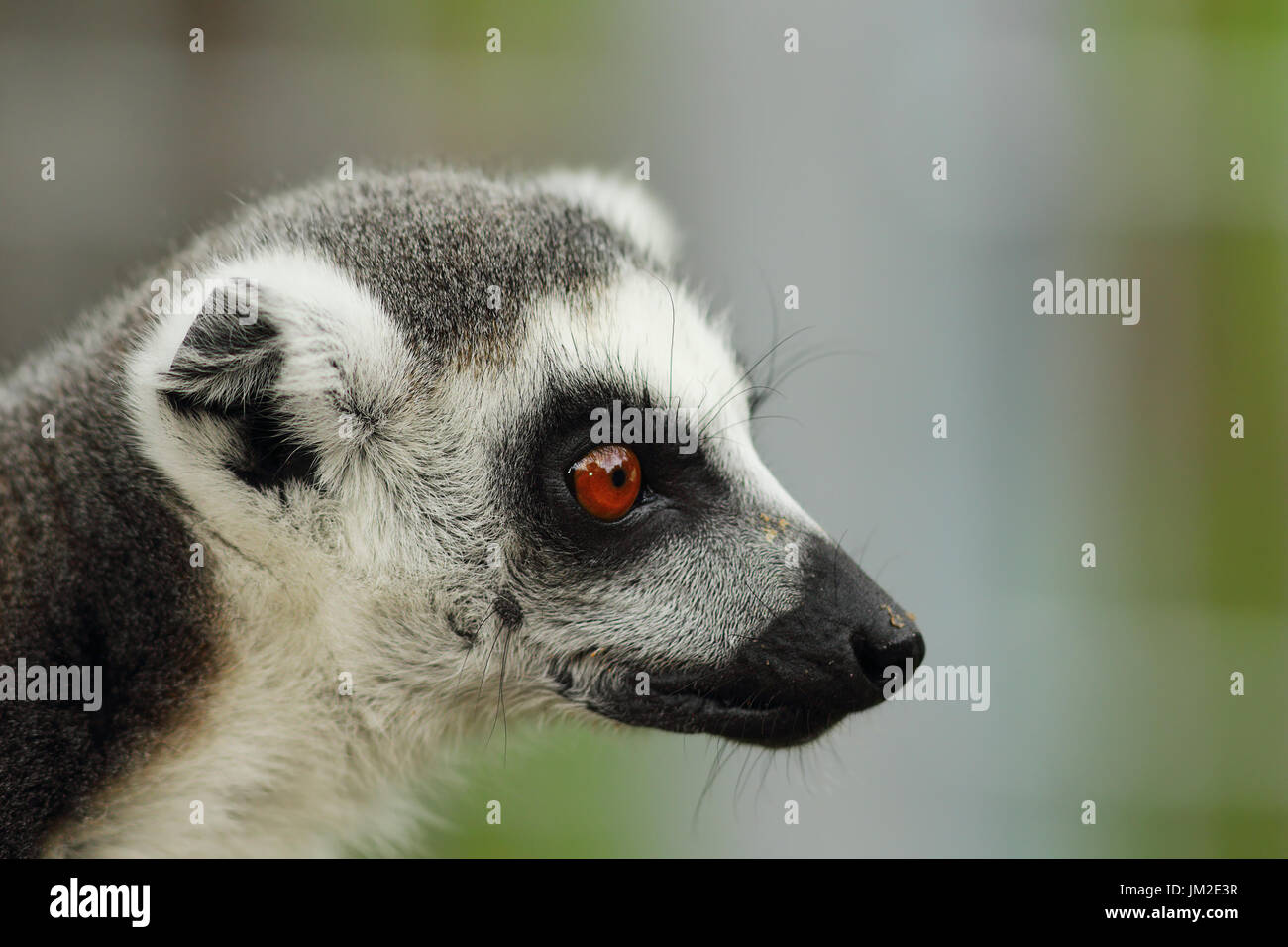 Ritratto di un anello di cute tailed lemur cata Foto Stock