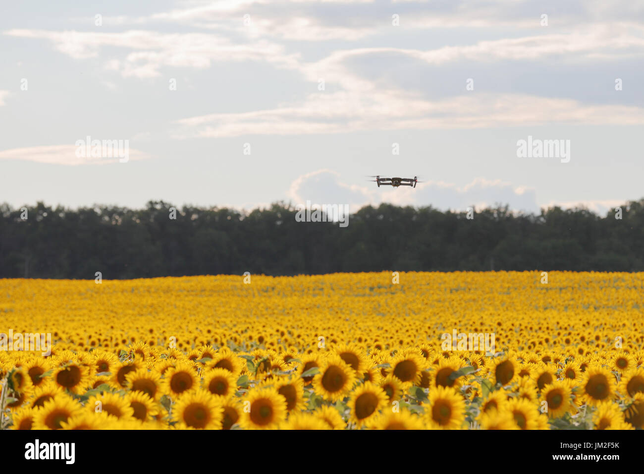 Drone passando sul campo di girasole nel cielo blu chiaro in parte offuscato. Foto Stock