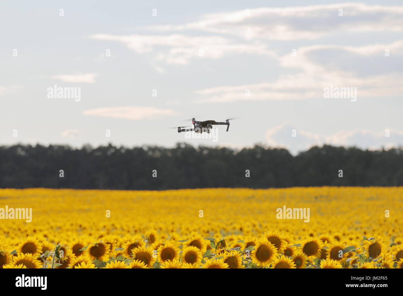 Drone passando sul campo di girasole nel cielo blu chiaro in parte offuscato. Foto Stock